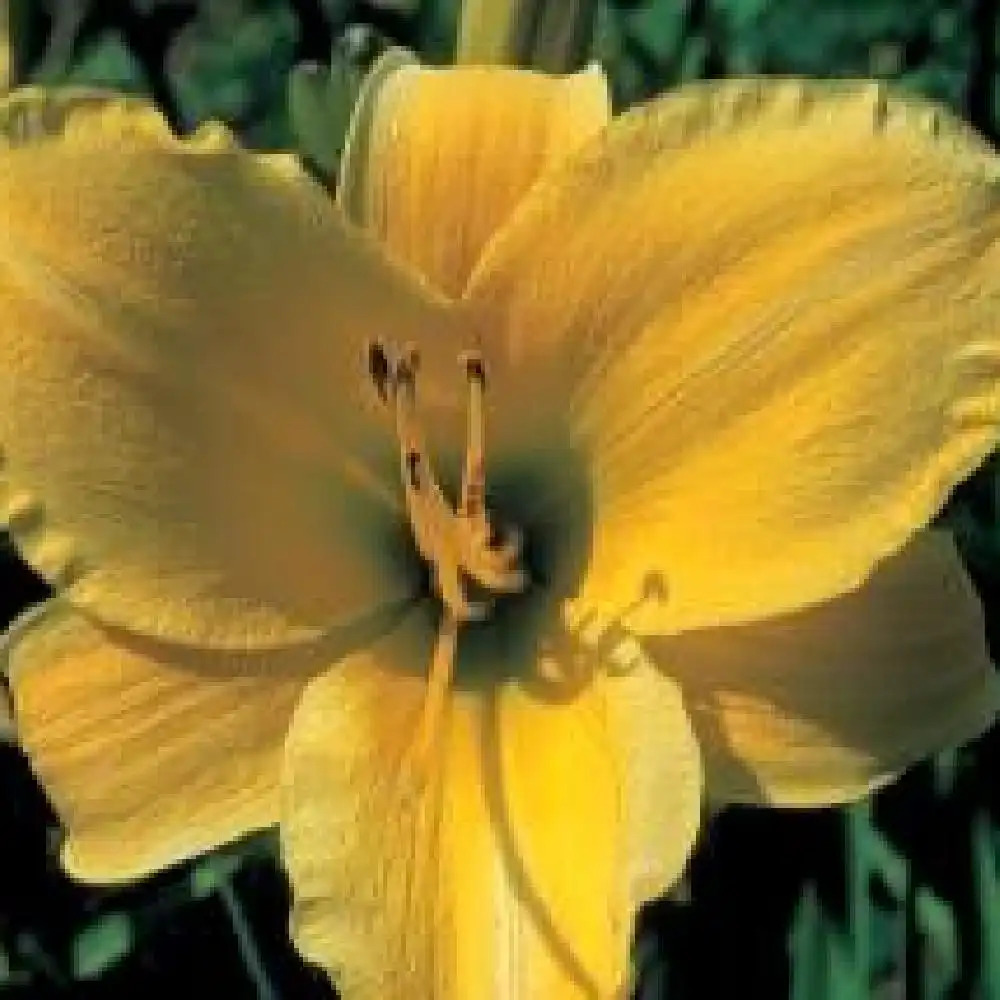 HEMEROCALLIS 'Spanish Treasure'