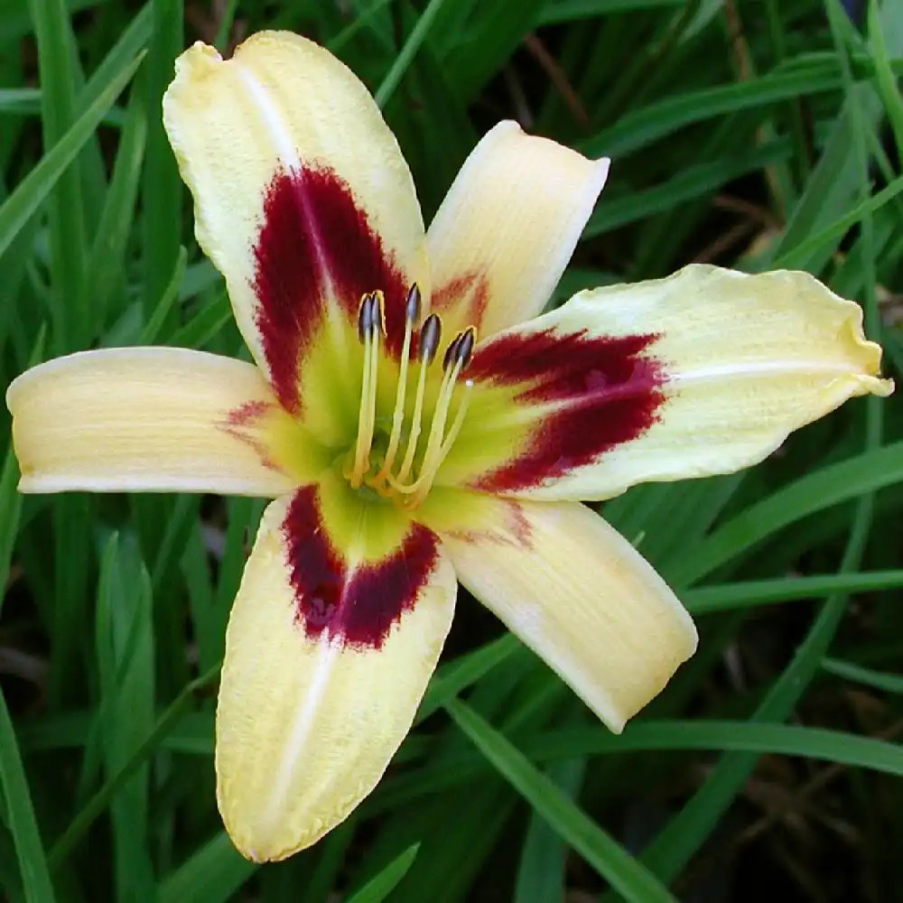 HEMEROCALLIS 'Spectacular'