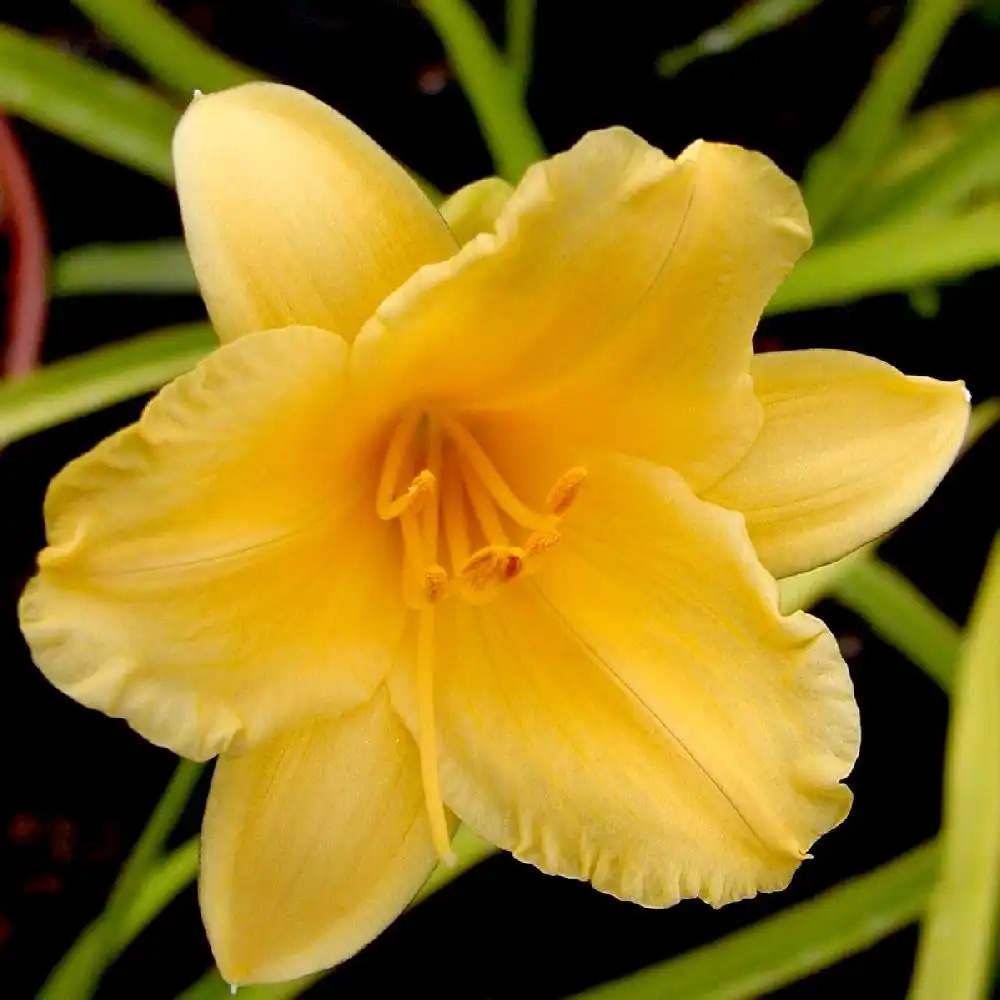 HEMEROCALLIS 'Stella de Oro'