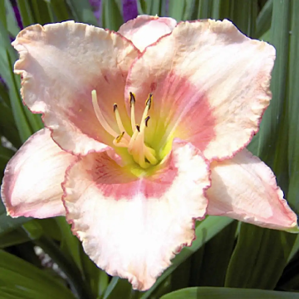 HEMEROCALLIS 'Strawberry Fields Forever'