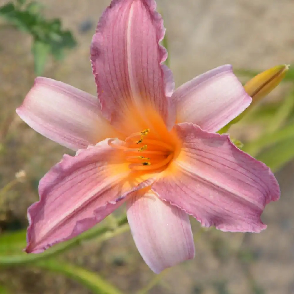 HEMEROCALLIS 'Sugar Candy'