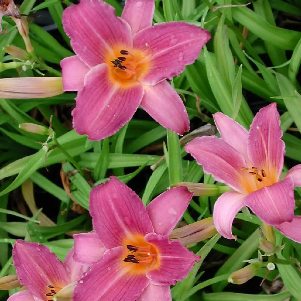 HEMEROCALLIS 'Sugar Candy'