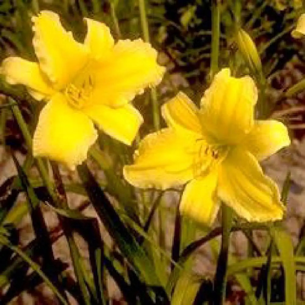 HEMEROCALLIS 'Suzy Wong'