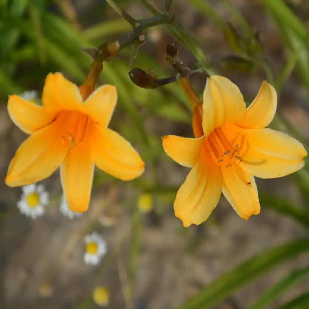 HEMEROCALLIS 'Thumbelina'