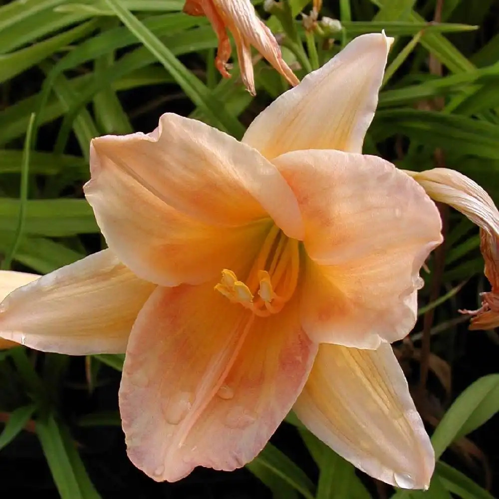 HEMEROCALLIS 'Top Billing'