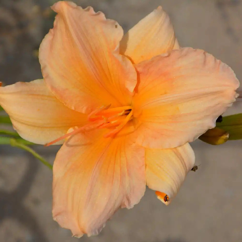 HEMEROCALLIS 'Toyland'