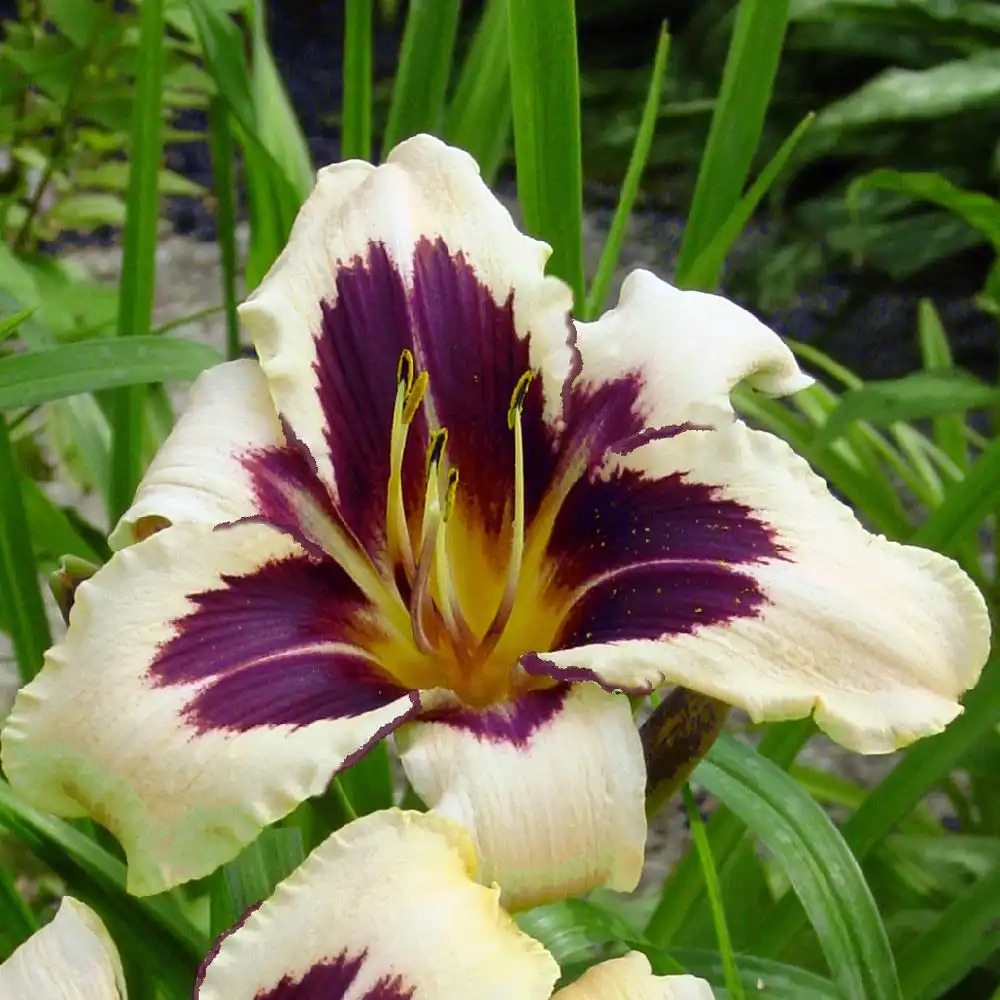 HEMEROCALLIS 'Wild Horses'