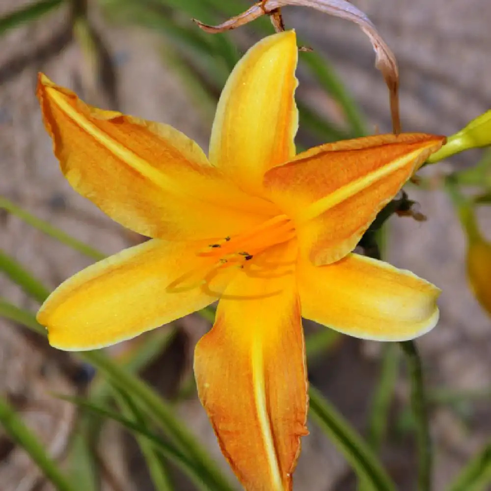 HEMEROCALLIS 'Windsor Tan'