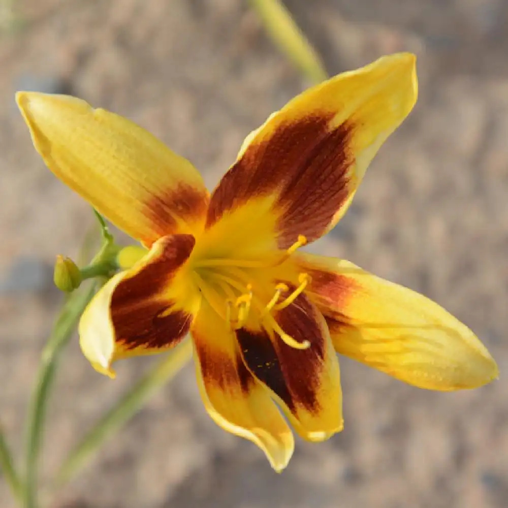 HEMEROCALLIS 'Wideyed'