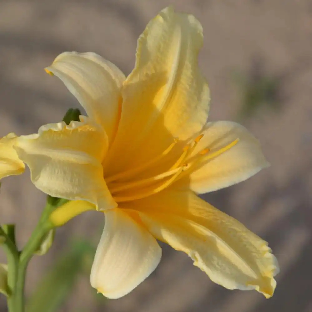 HEMEROCALLIS 'Yankee Clipper'