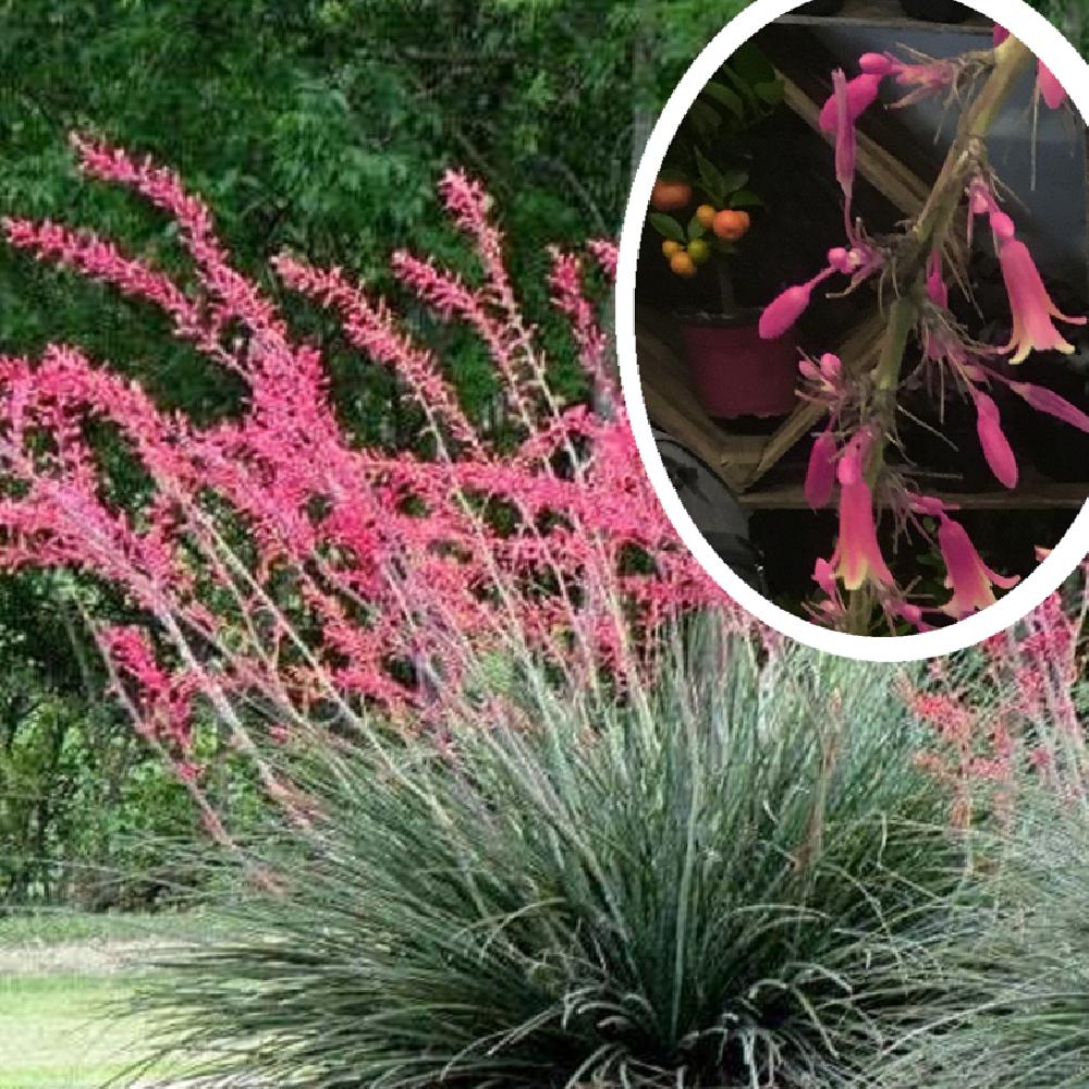 HESPERALOE parviflora 'Rubra'