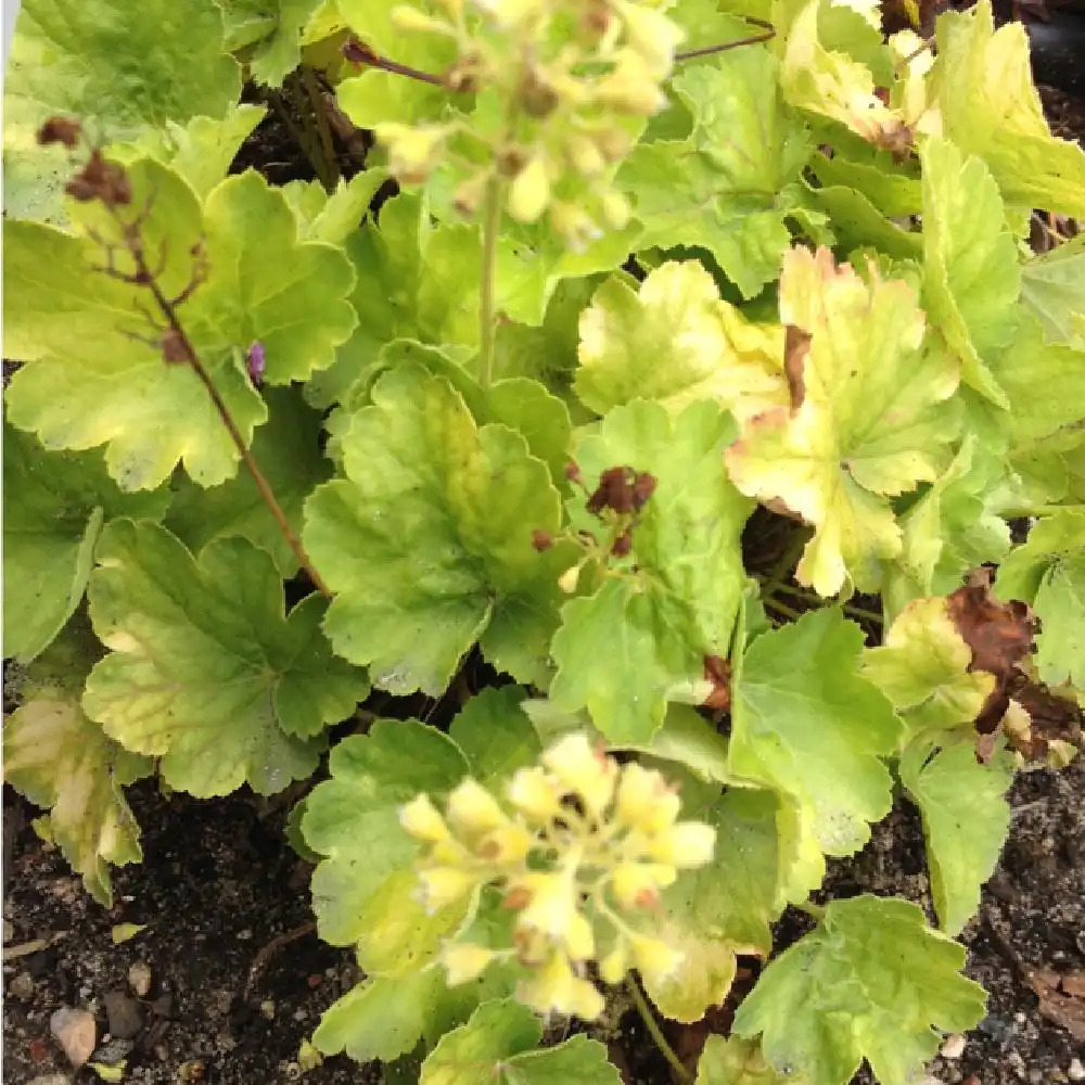 HEUCHERA 'Blondie in Lime'