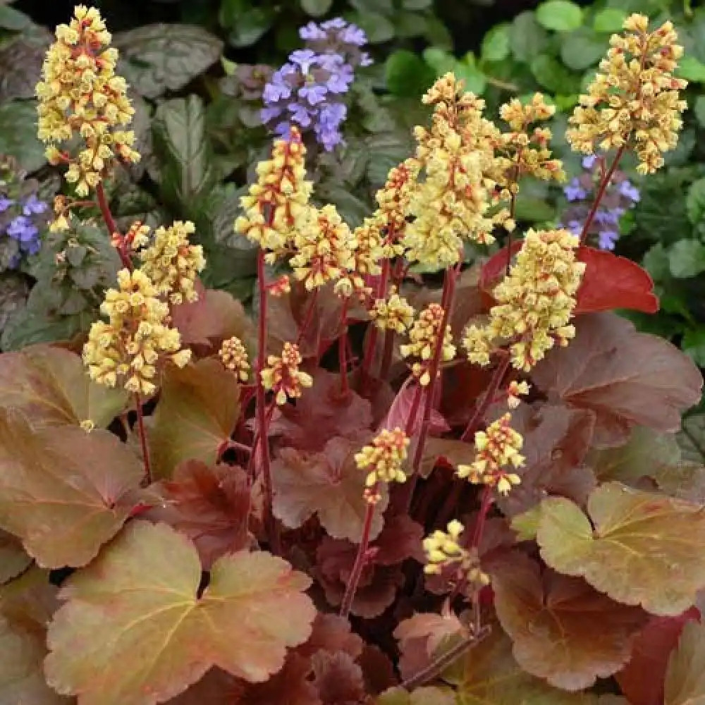 HEUCHERA 'Blondie' (Little Cutie Series)®