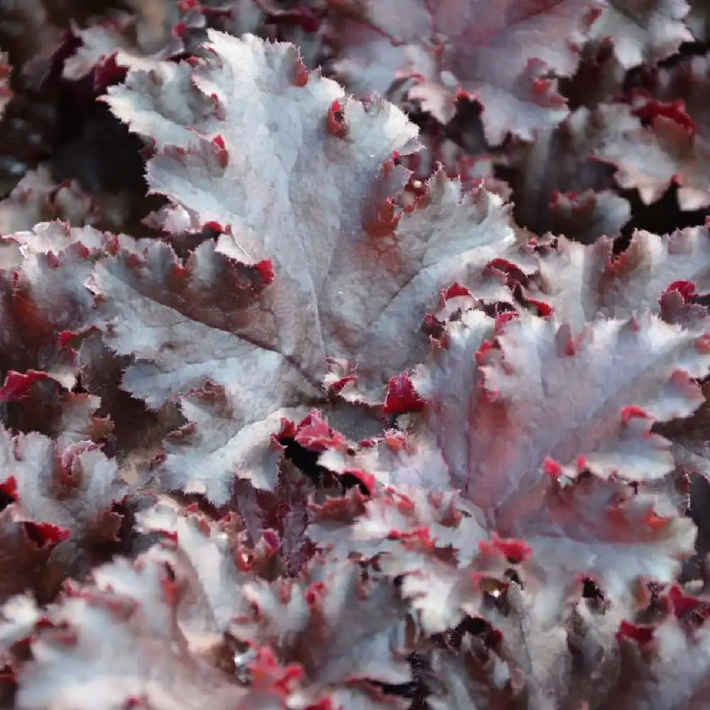 HEUCHERA 'Black Taffeta'