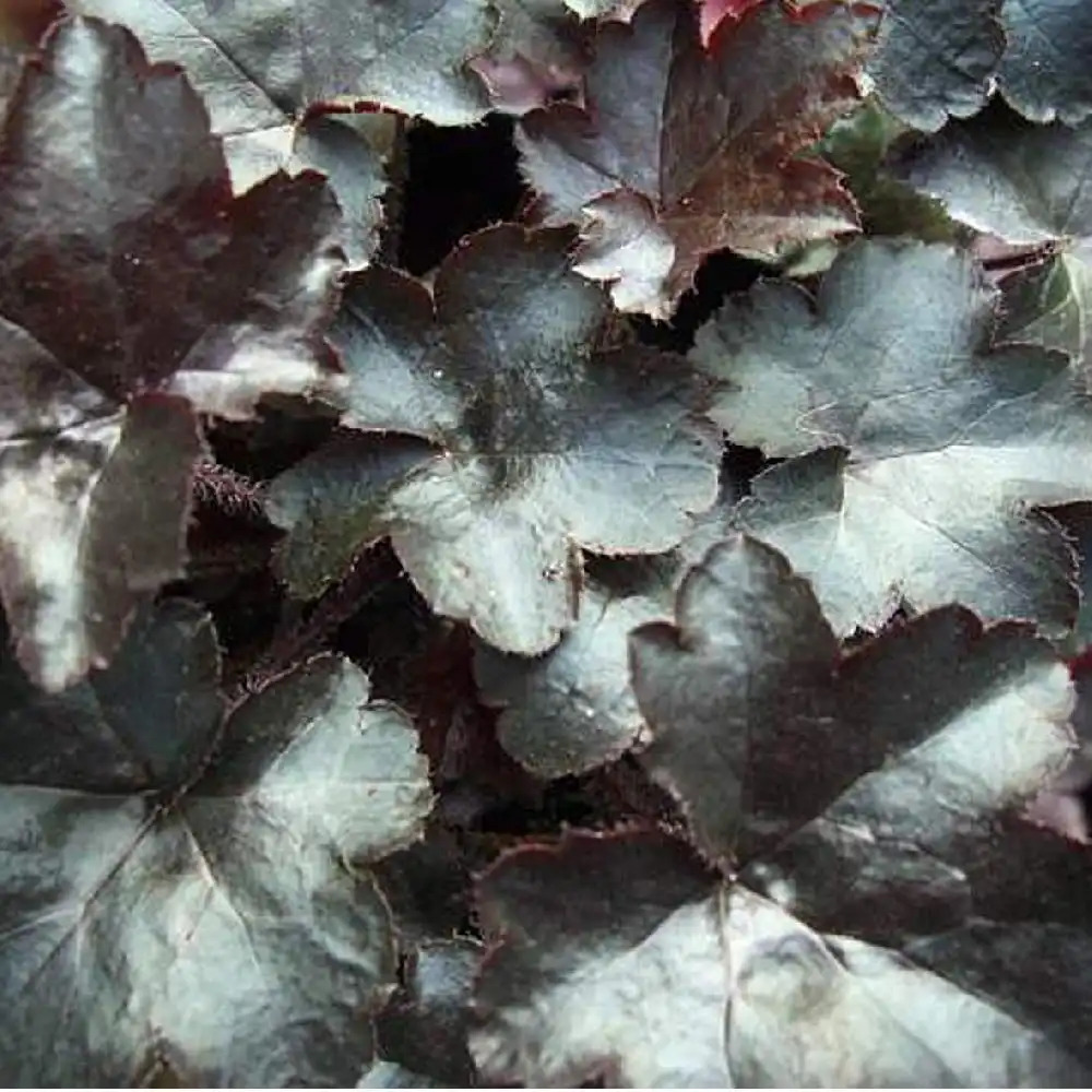 HEUCHERA 'Blackout'®