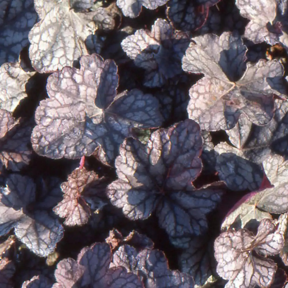 HEUCHERA 'Cascade Dawn'