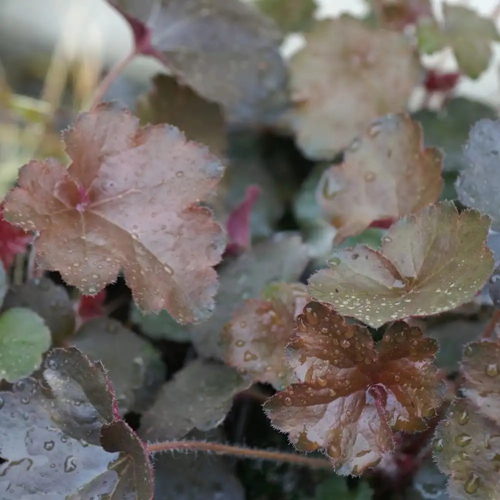 HEUCHERA 'Cappuccino'