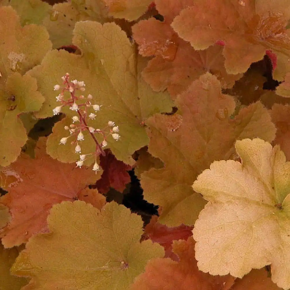 HEUCHERA 'Caramel'