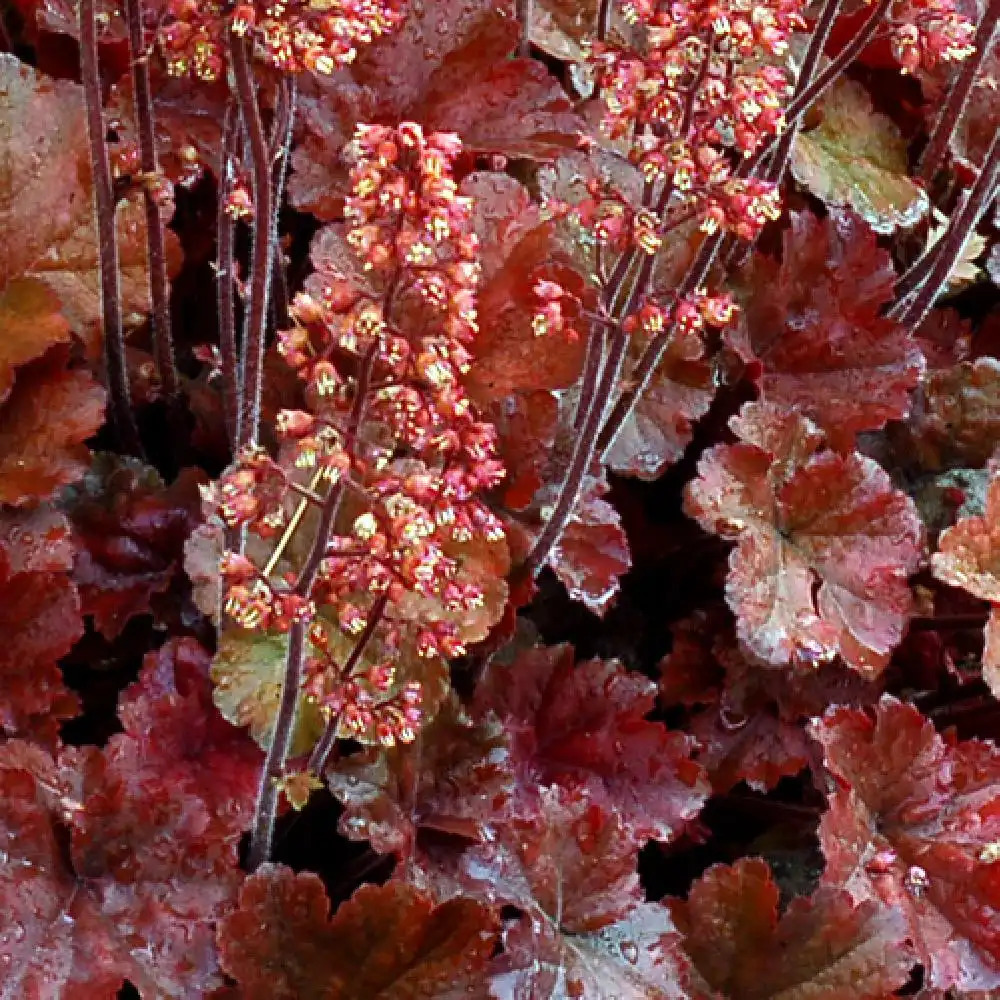 HEUCHERA 'Cherry Cola'®