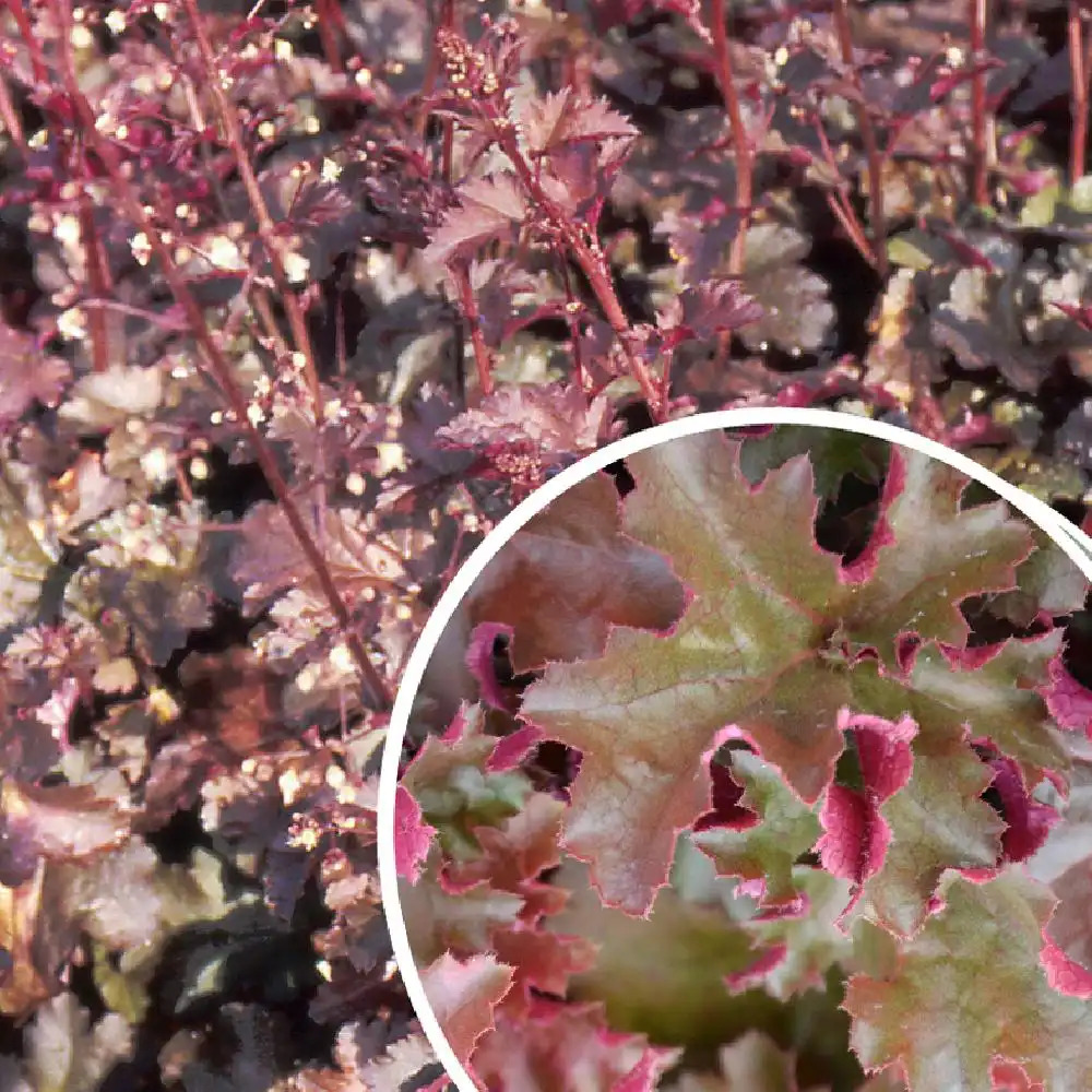 HEUCHERA 'Chocolate Ruffles' ®