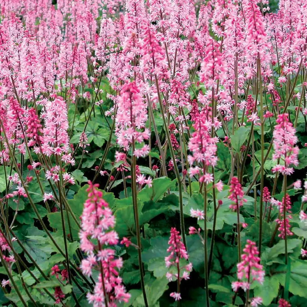 HEUCHERELLA 'Dayglow Pink'®