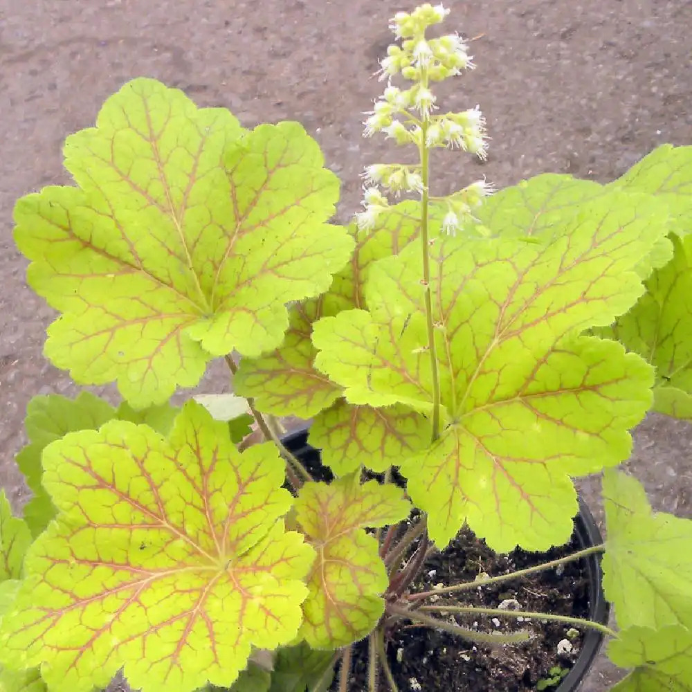 HEUCHERA 'Electra'