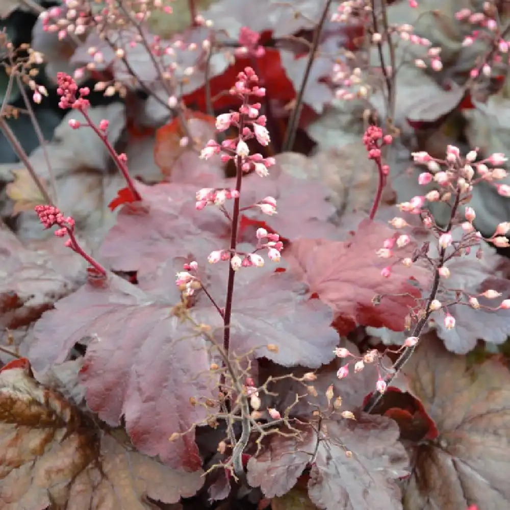 HEUCHERA 'Fire Alarm'