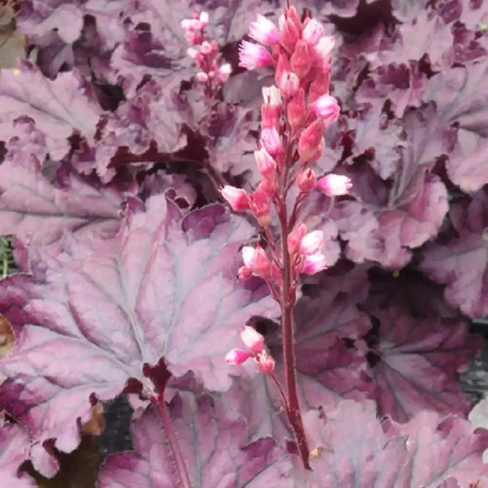 HEUCHERA 'Forever Purple'