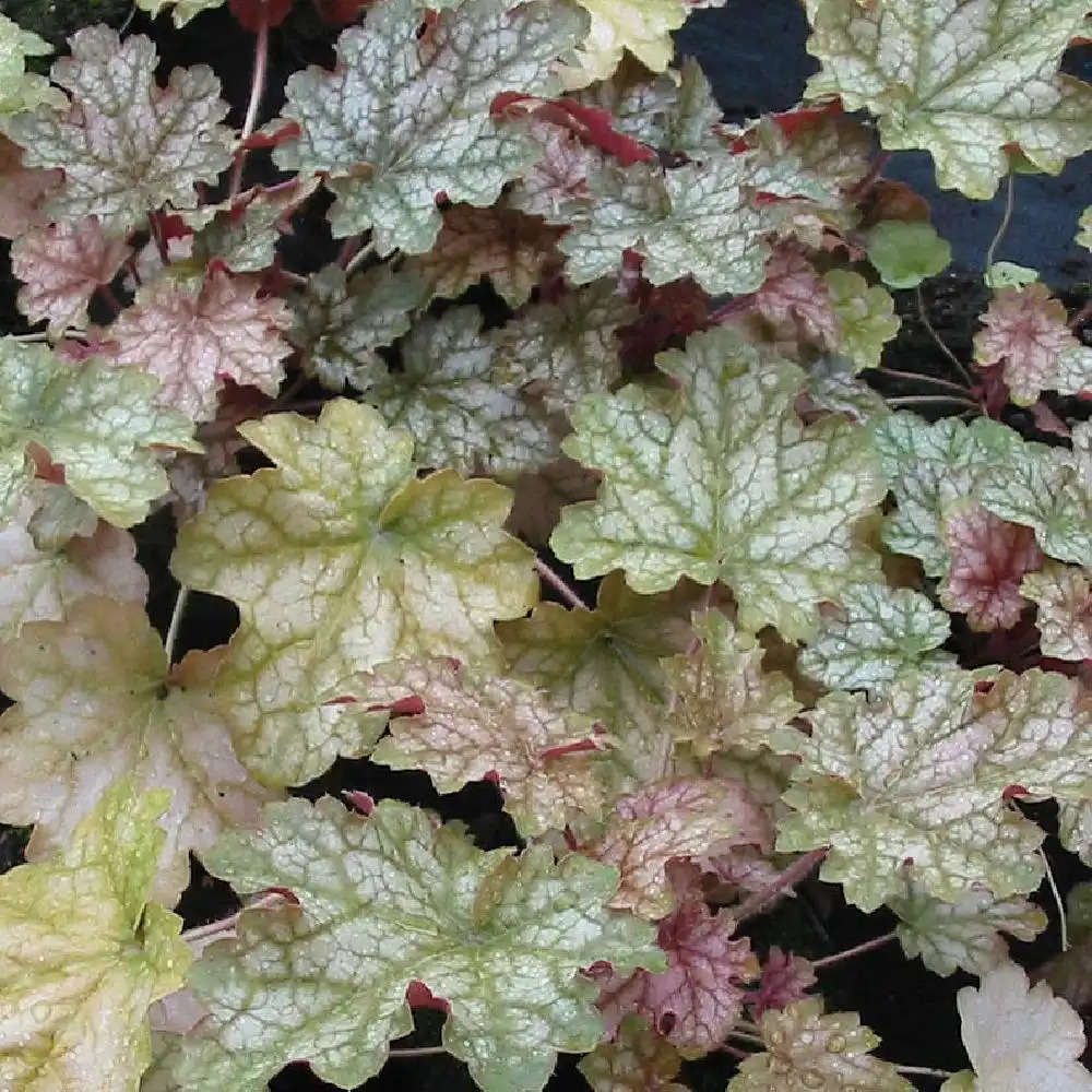 HEUCHERA 'Ginger Ale'®