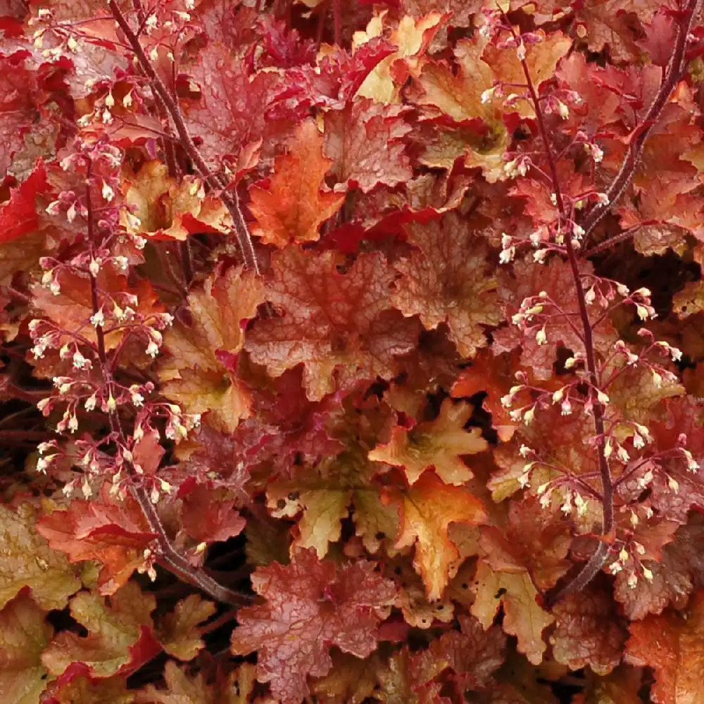 HEUCHERA ?Ginger Peach?