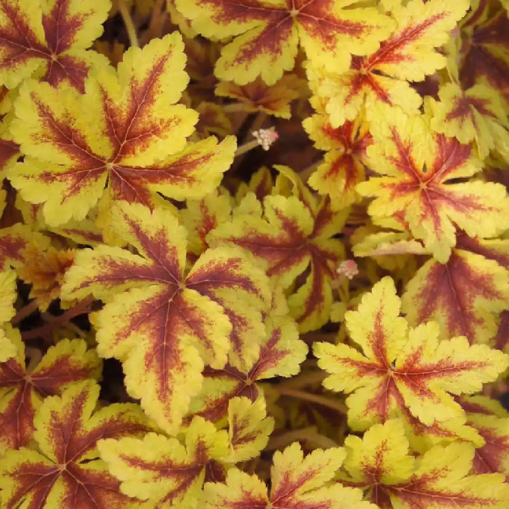 HEUCHERELLA 'Golden Zebra'