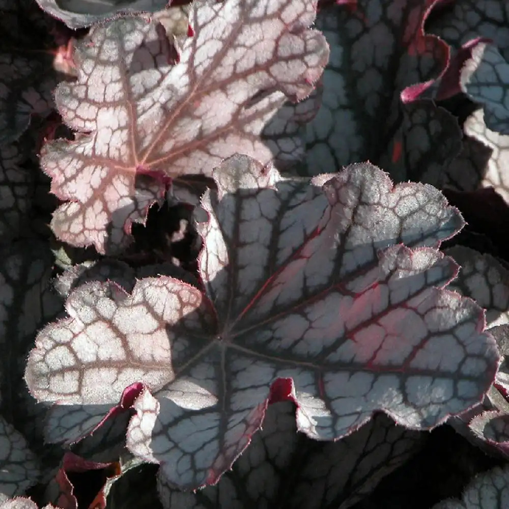 HEUCHERA 'Guardian Angel'®