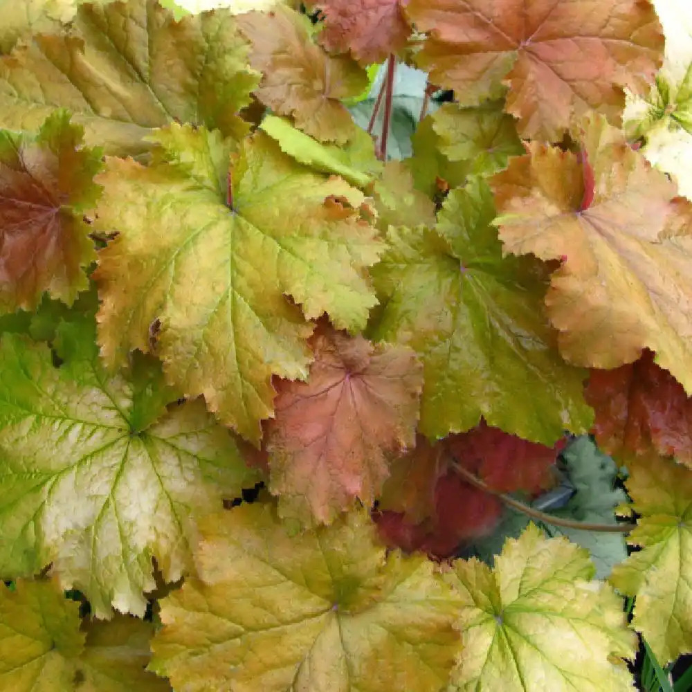 HEUCHERA 'Kassandra'®