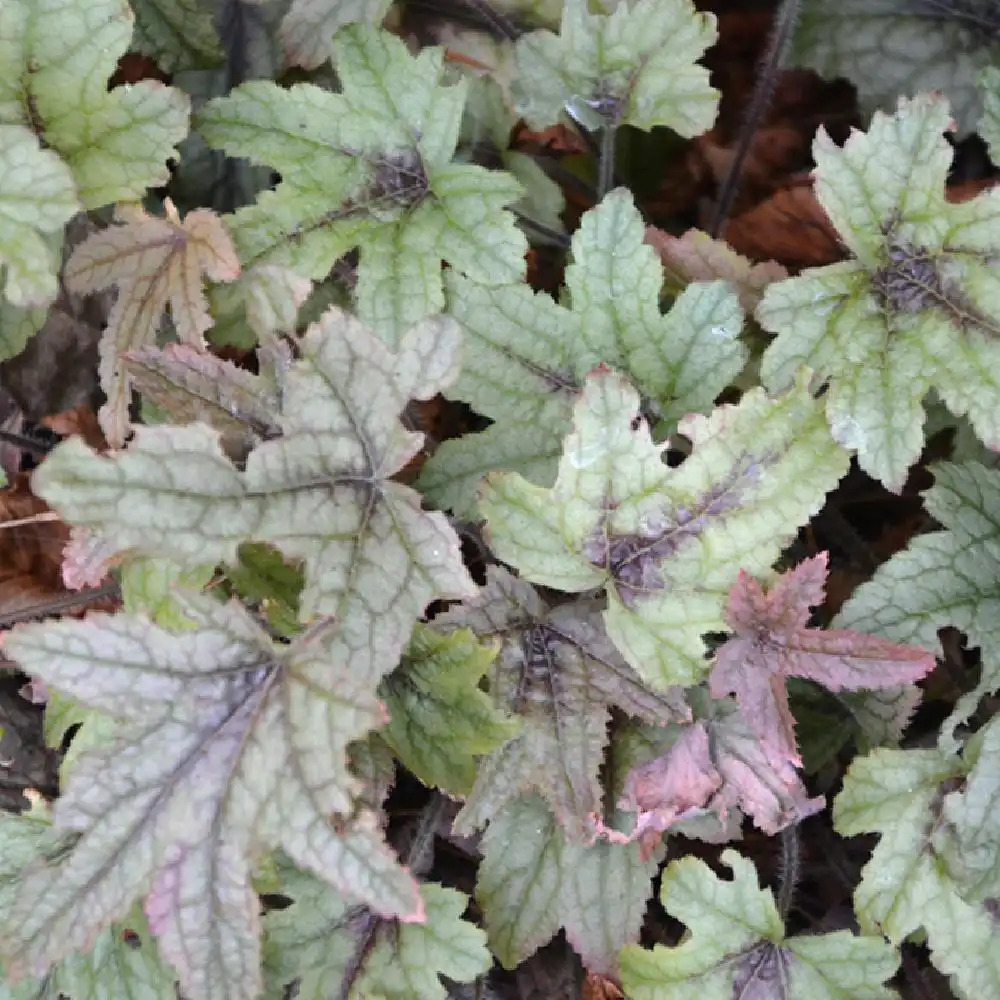 HEUCHERELLA 'Kimono' ®