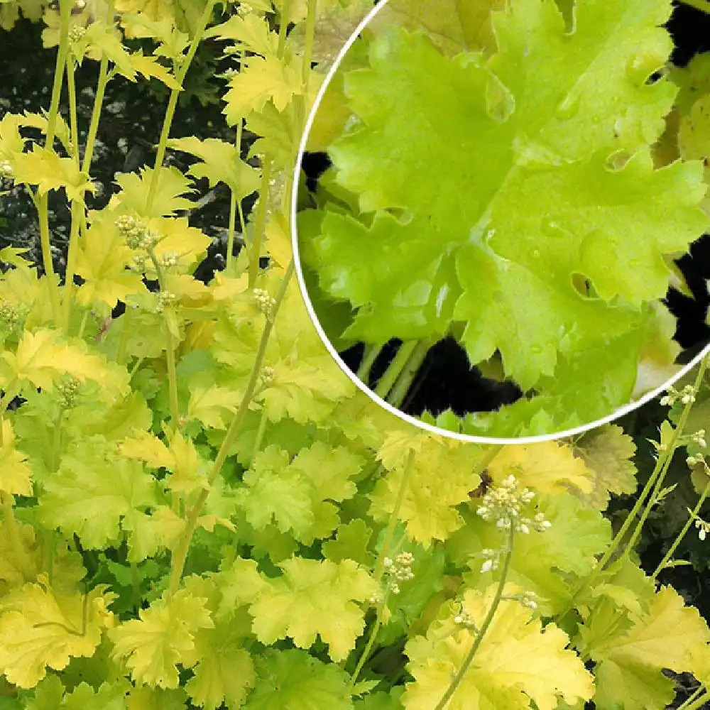 HEUCHERA 'Lime Rickey' ®