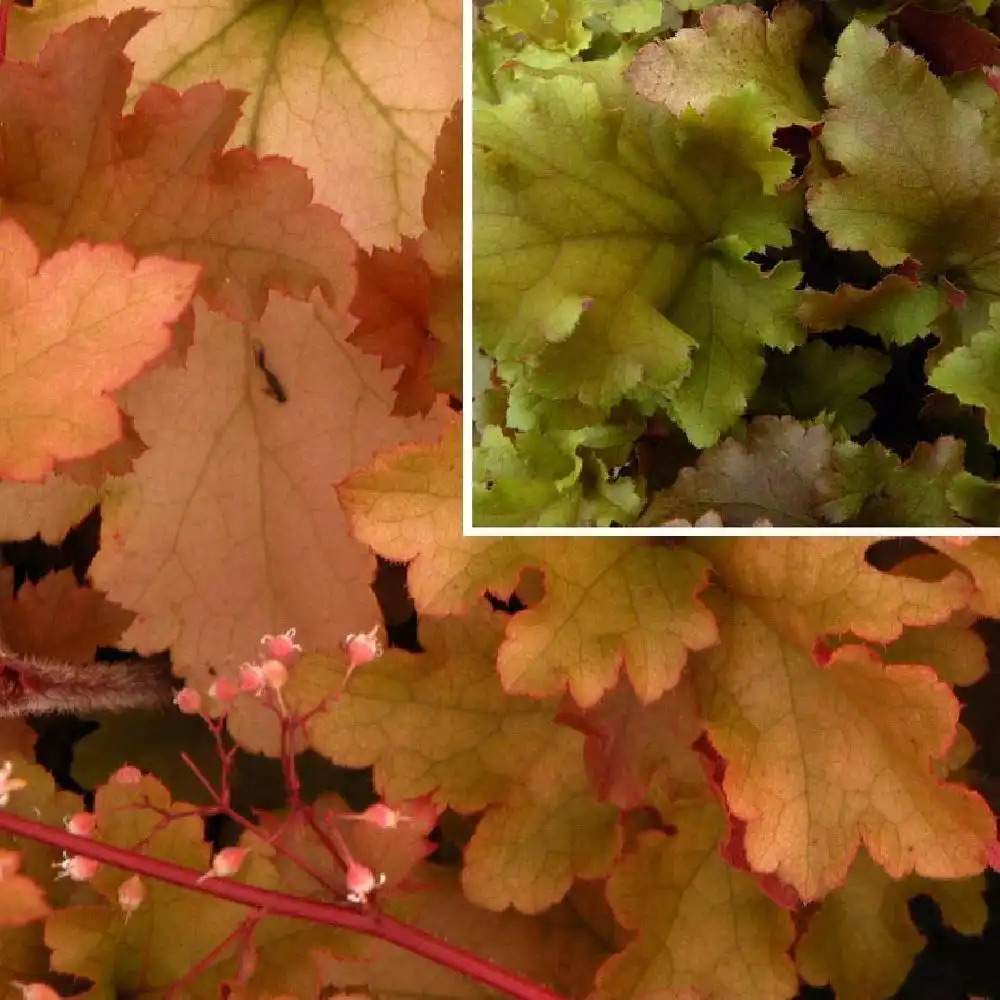 HEUCHERA 'Marmalade'®