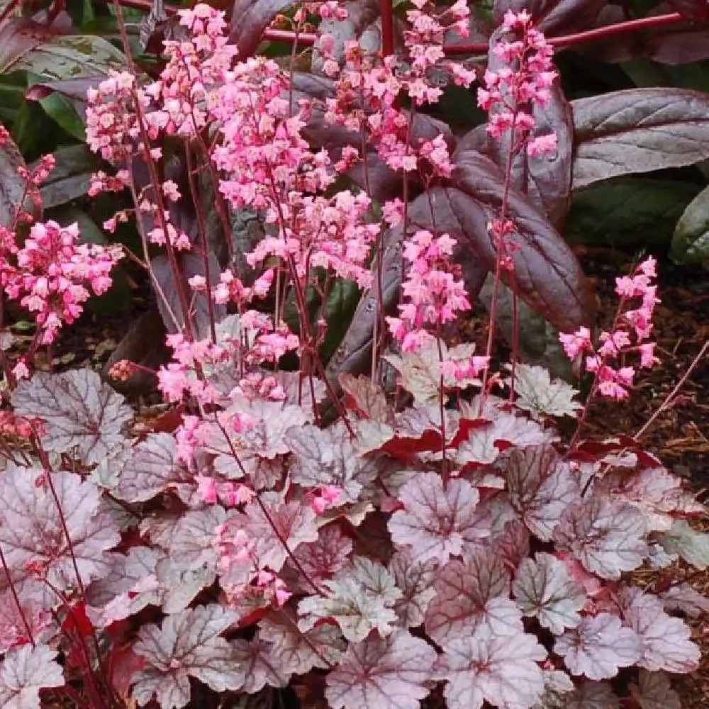 HEUCHERA 'Milan'®