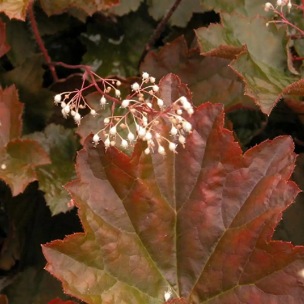 HEUCHERA micrantha 'Palace Purple'