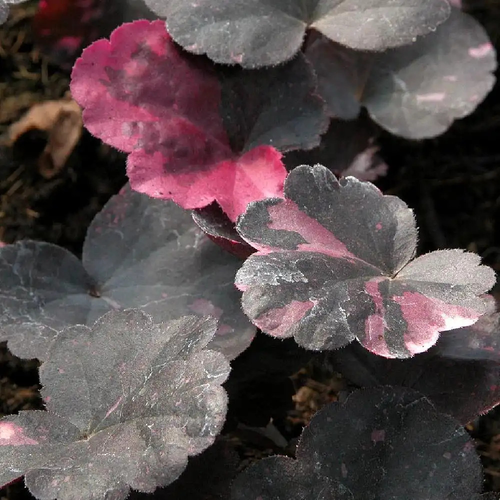 HEUCHERA 'Midnight Rose' ®