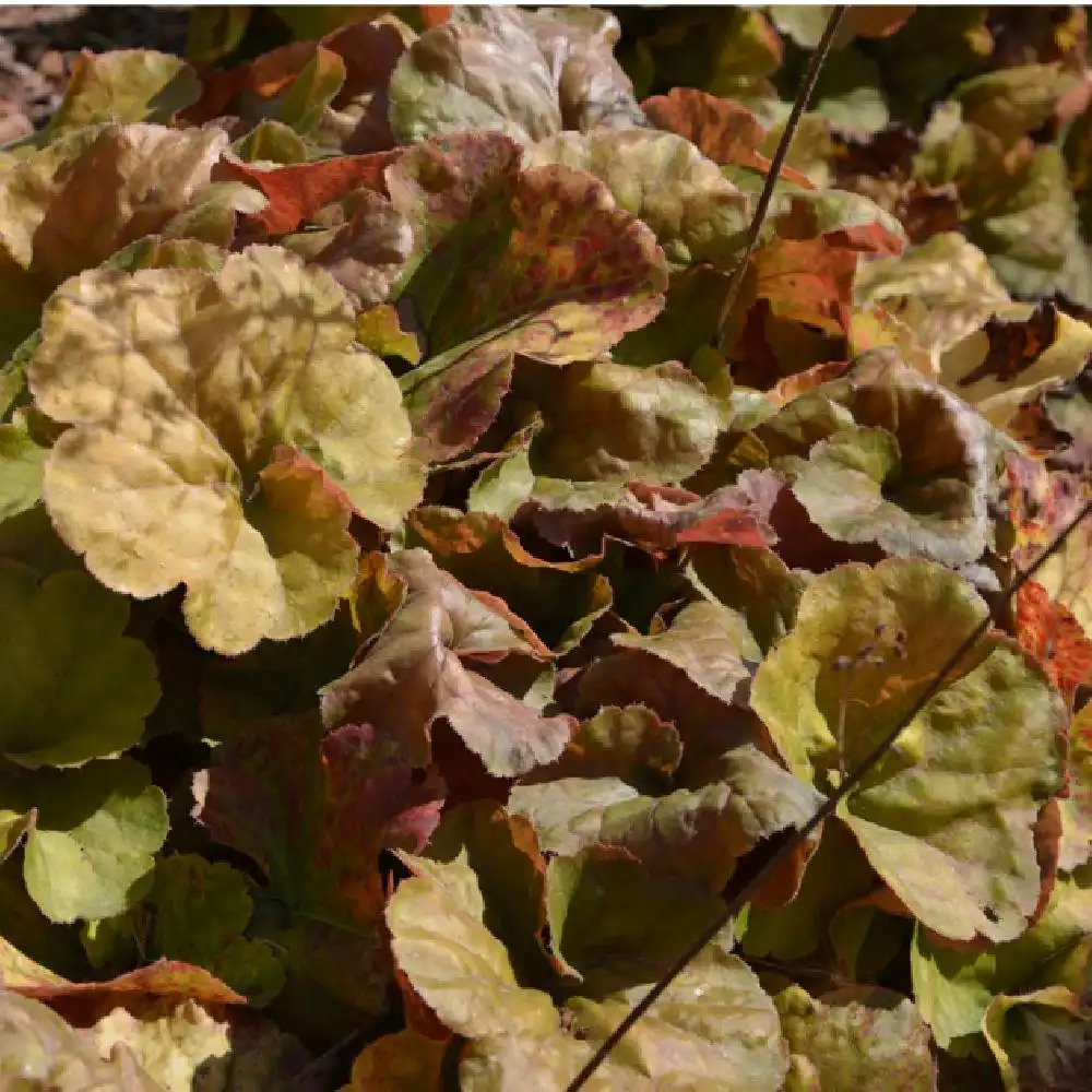 HEUCHERA 'Northern Exposure Amber'