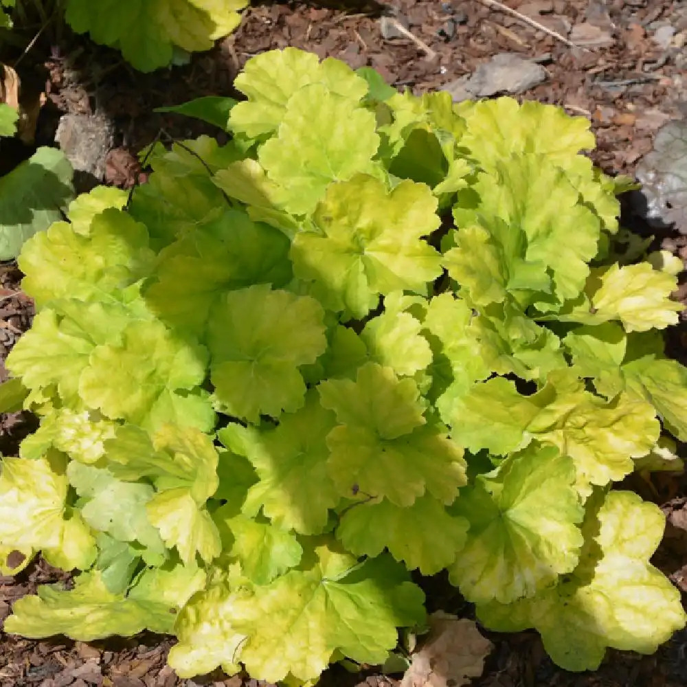 HEUCHERA 'Northern Exposure Lime'