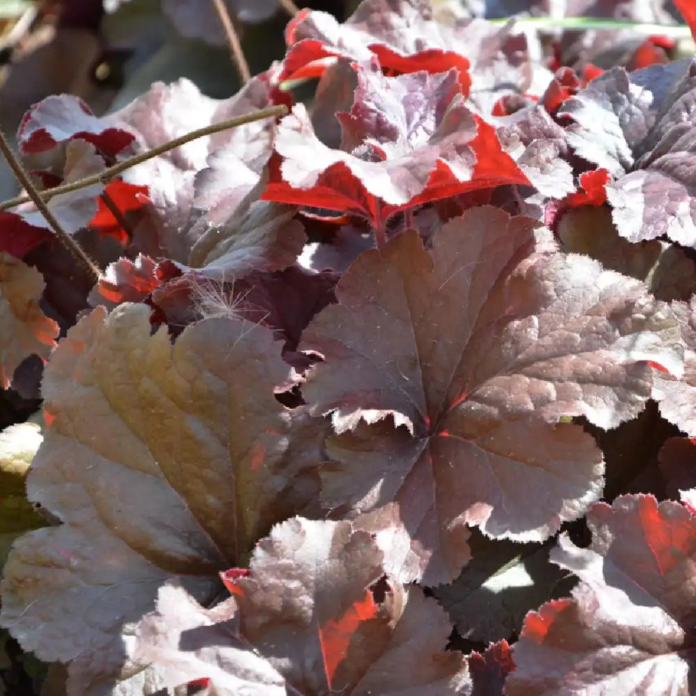 HEUCHERA 'Nothern Exposure Red'