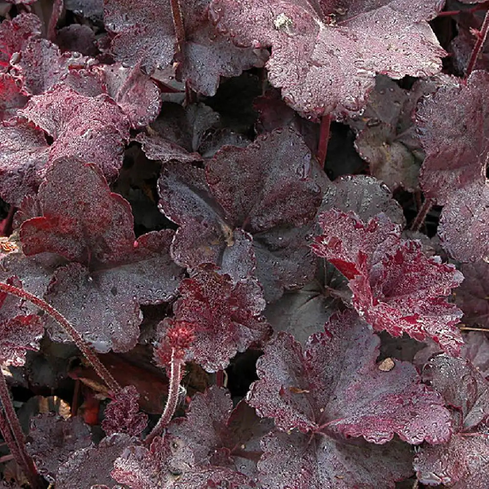 HEUCHERA 'Obsidian'