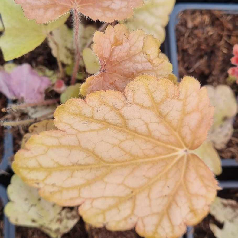 HEUCHERA 'Peachy Dinosaur'Â®