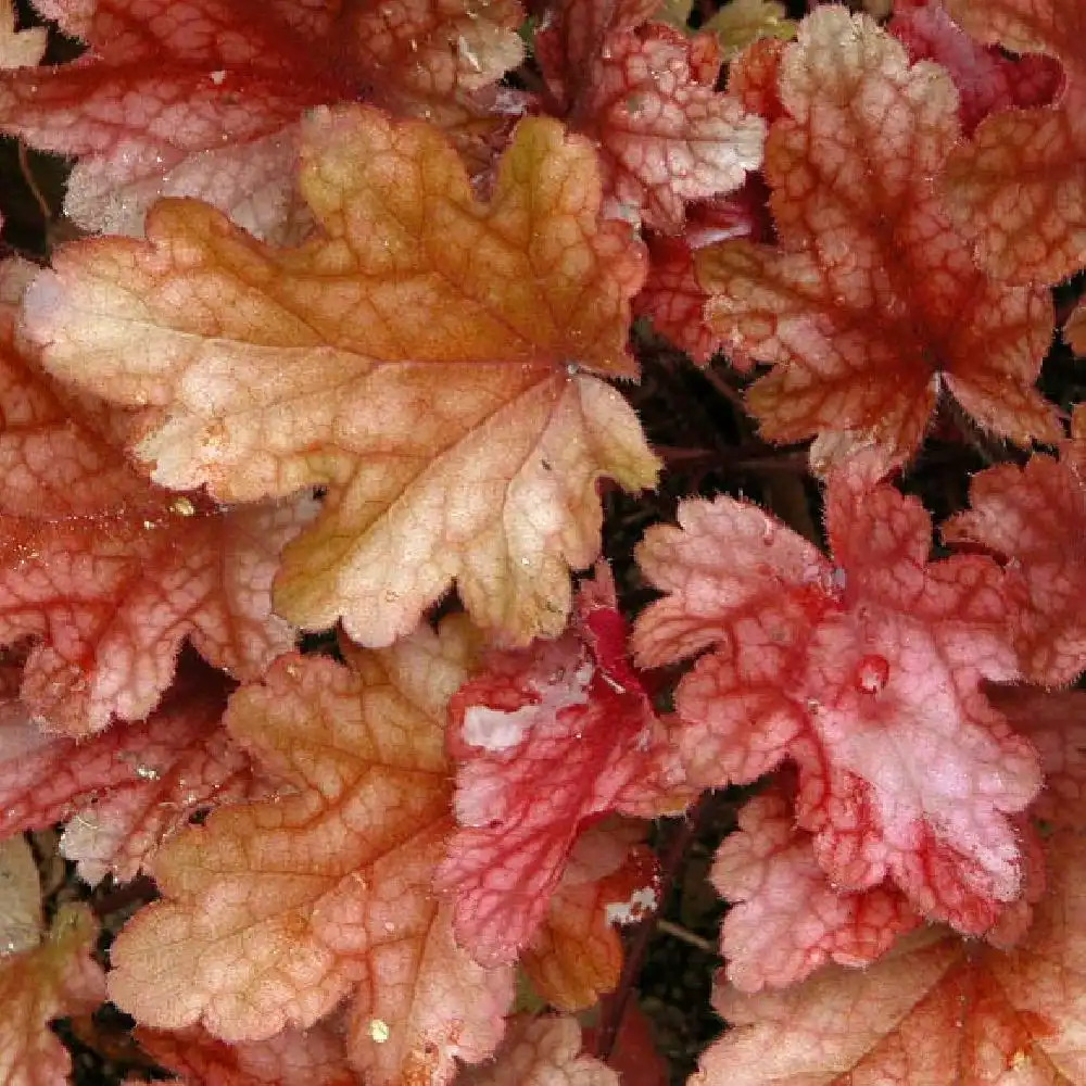 HEUCHERA 'Peach Flambe'®