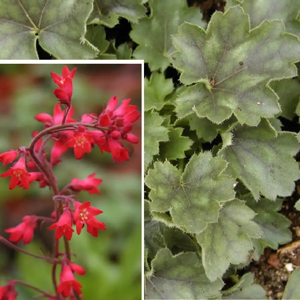 HEUCHERA 'Pluie de Feu'