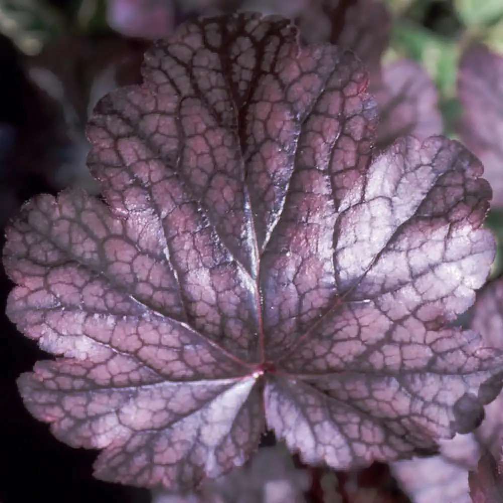 HEUCHERA 'Plum Pudding'
