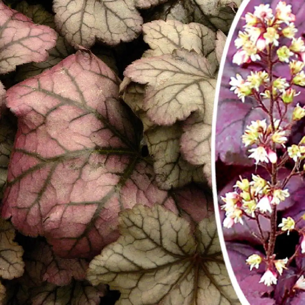 HEUCHERA 'Plum Royale' ®