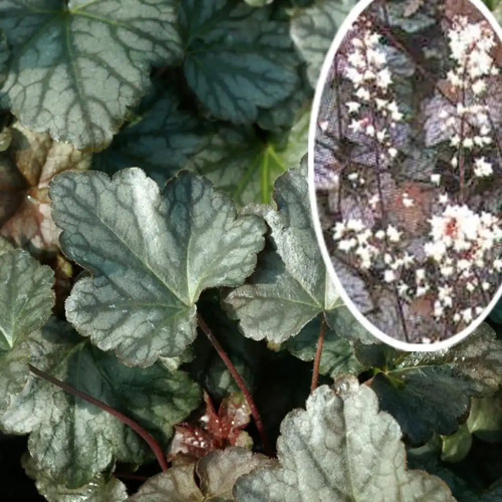 HEUCHERELLA 'Quicksilver'