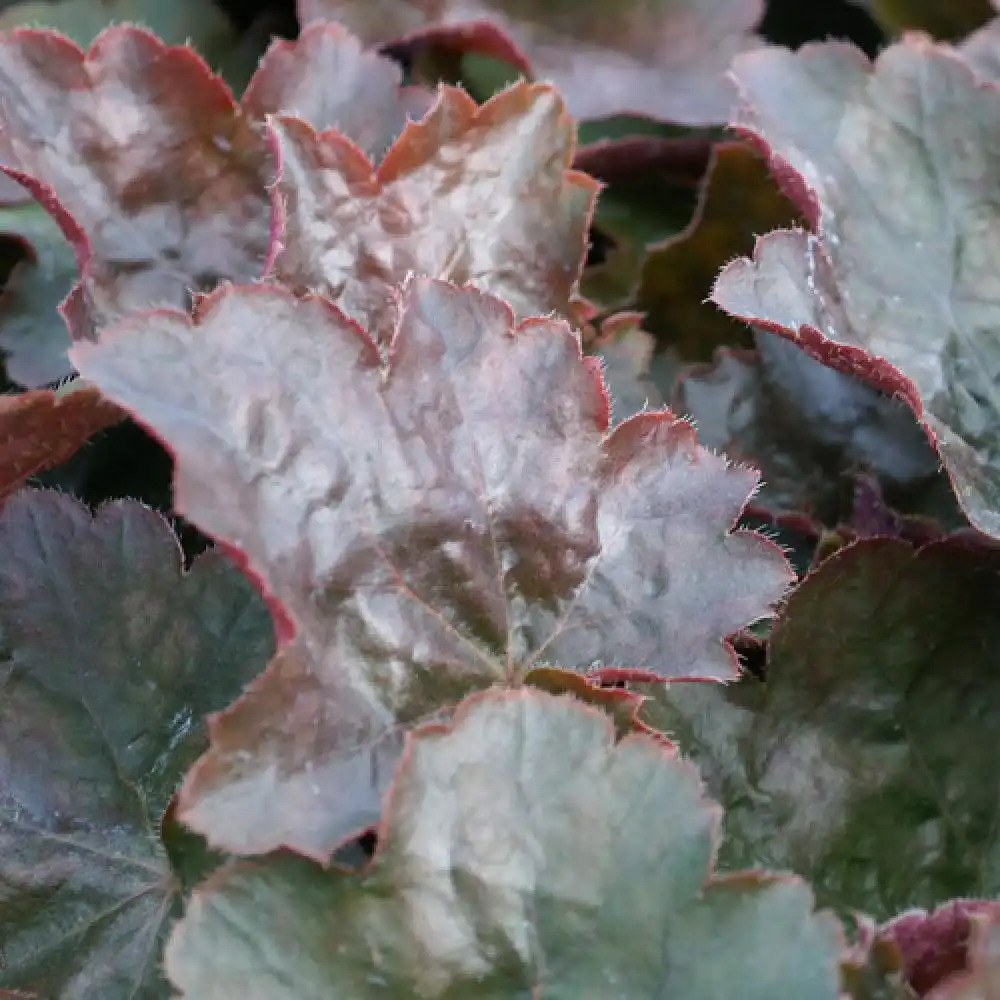 HEUCHERA 'Rachel'